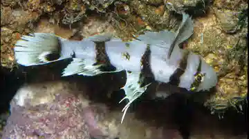 Black-Barred Reef Goby